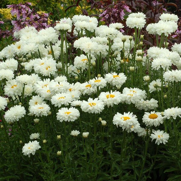 Victorian Secret Shasta Daisy image