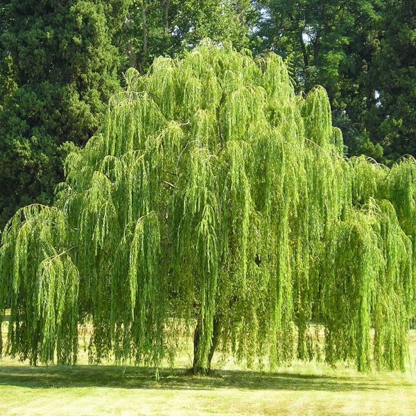 Weeping Willow Trees