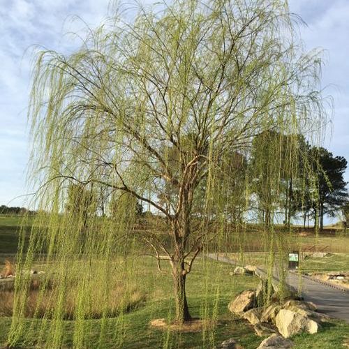 Weeping Willow Trees