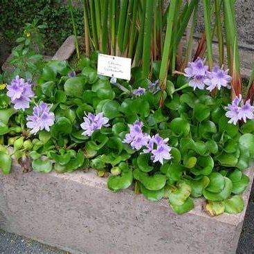 Water hyacinth image