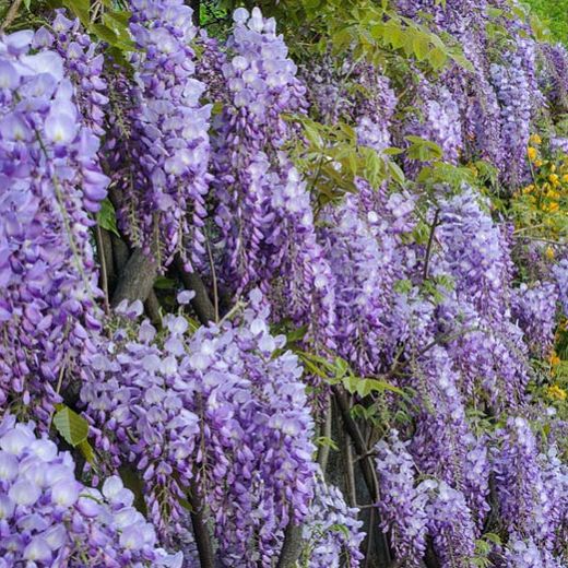 Amethyst Falls Wisteria Vine for Sale  Purple Flowering Wisteria – Plants  by Mail