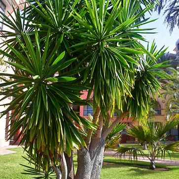 Shop the Spineless Yucca | ShrubHub Nursery