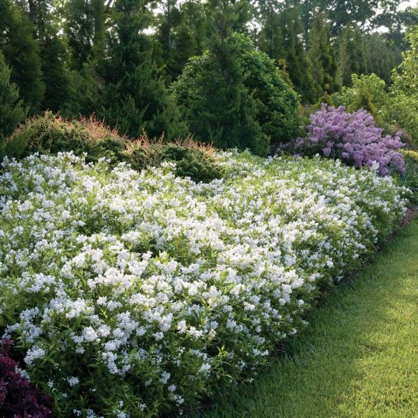Yuki Snowflake Deutzia image