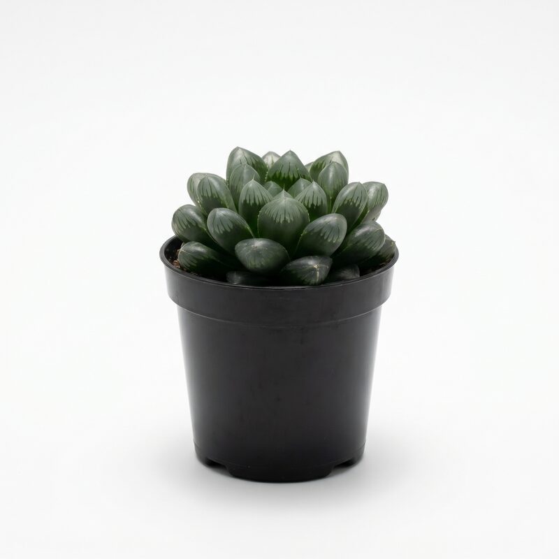 Enhance Your Space with a Mini Container Featuring Echeveria Succulents