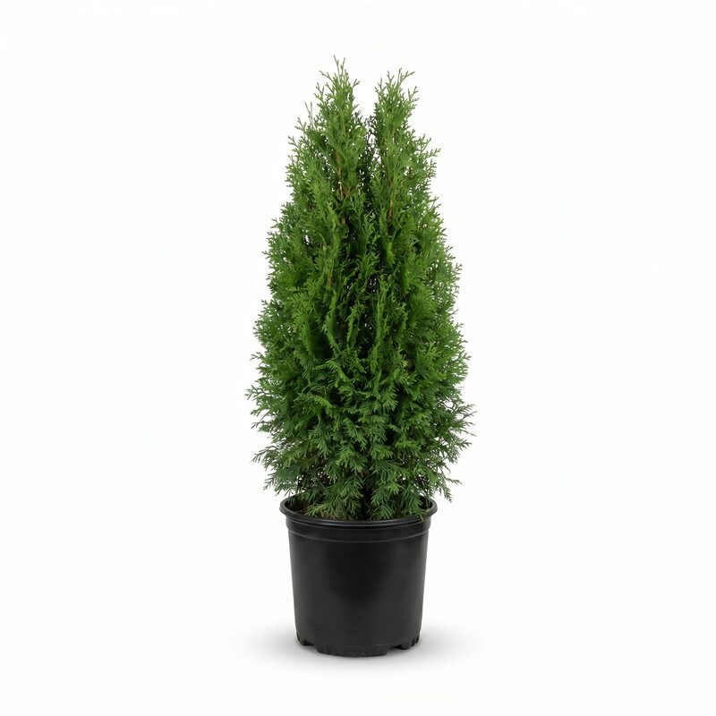 American Pillar Arborvitae image