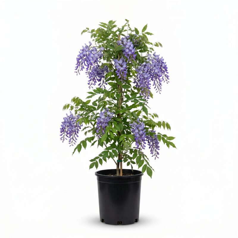 Amethyst Falls Wisteria image
