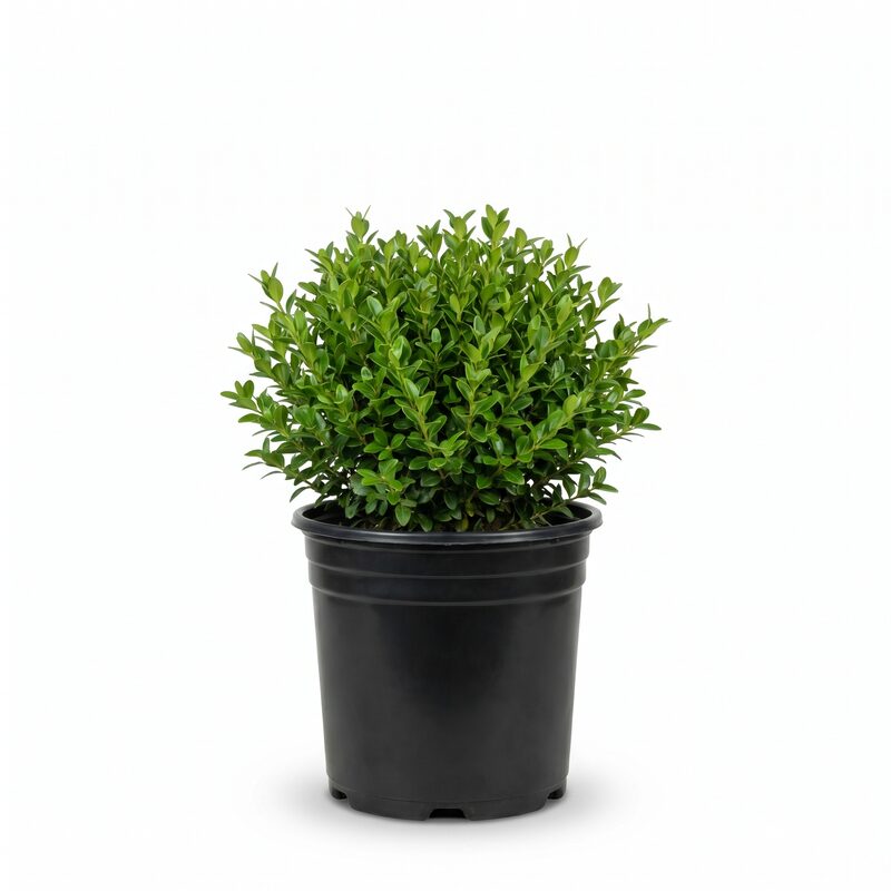 Baby Gem Boxwood image
