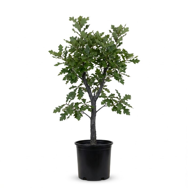Bur Oak Tree image