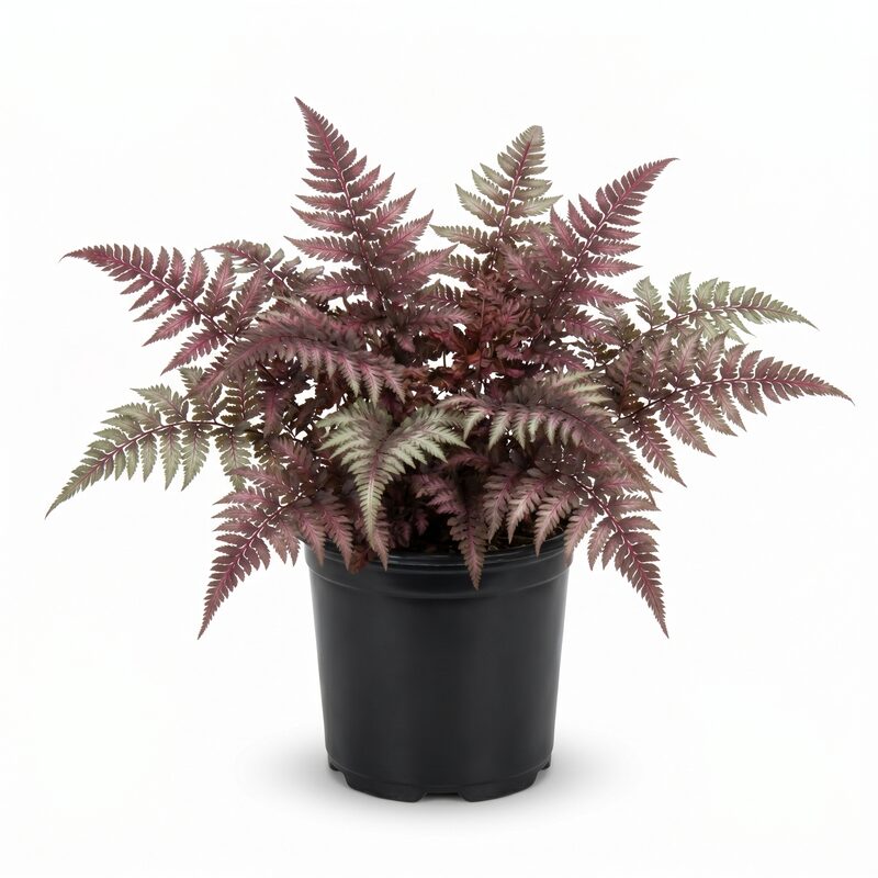 Burgundy Lace Painted Fern image