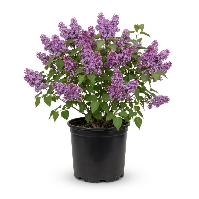 Common Purple Lilac image
