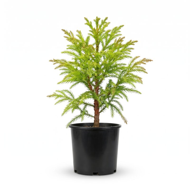 Yoshino Japanese Cedar Tree image