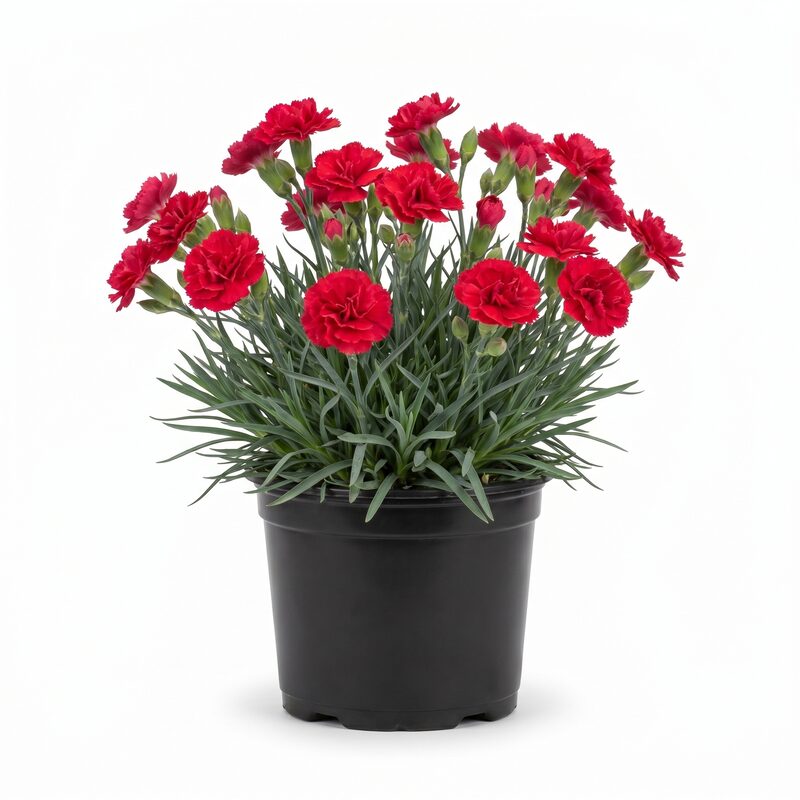 Dianthus Pretty Poppers Electric Red image