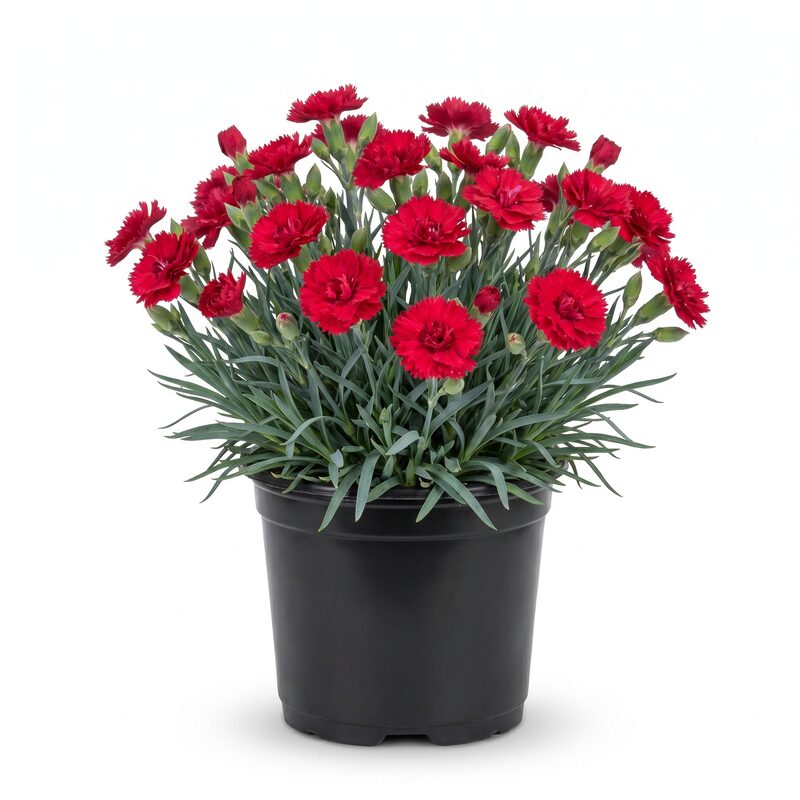 Dianthus Paint The Town Red image