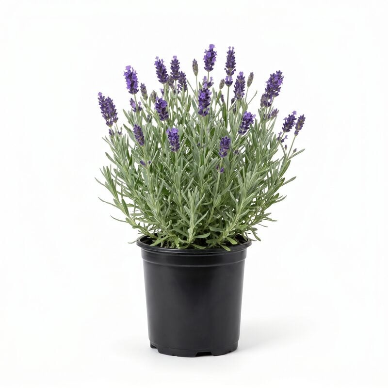 Phenomenal French Lavender image