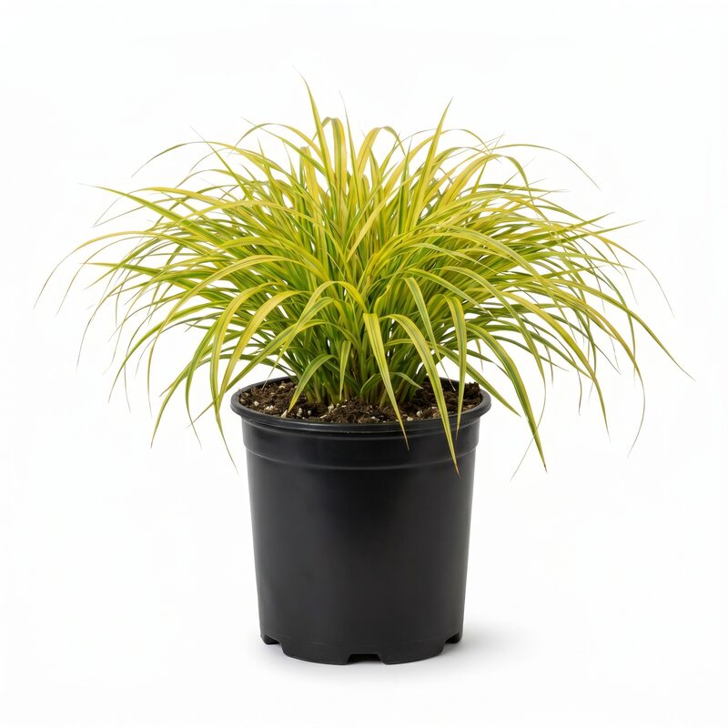 Golden Variegated Hakone Grass image