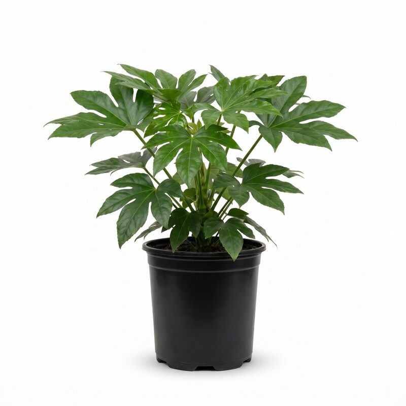 Fatsia Japonica image