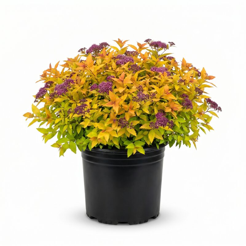 Double Play Candy Corn Spirea image