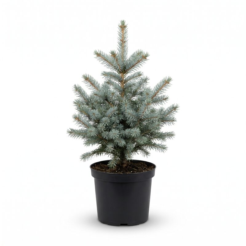 Baker's Colorado Blue Spruce image
