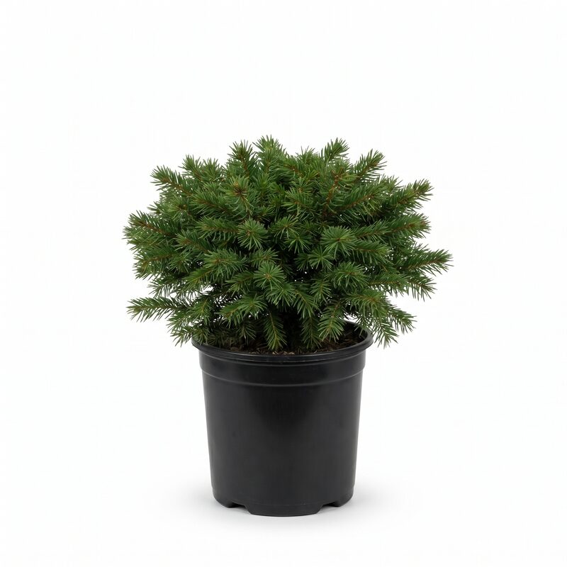 Papoose Sitka Spruce image