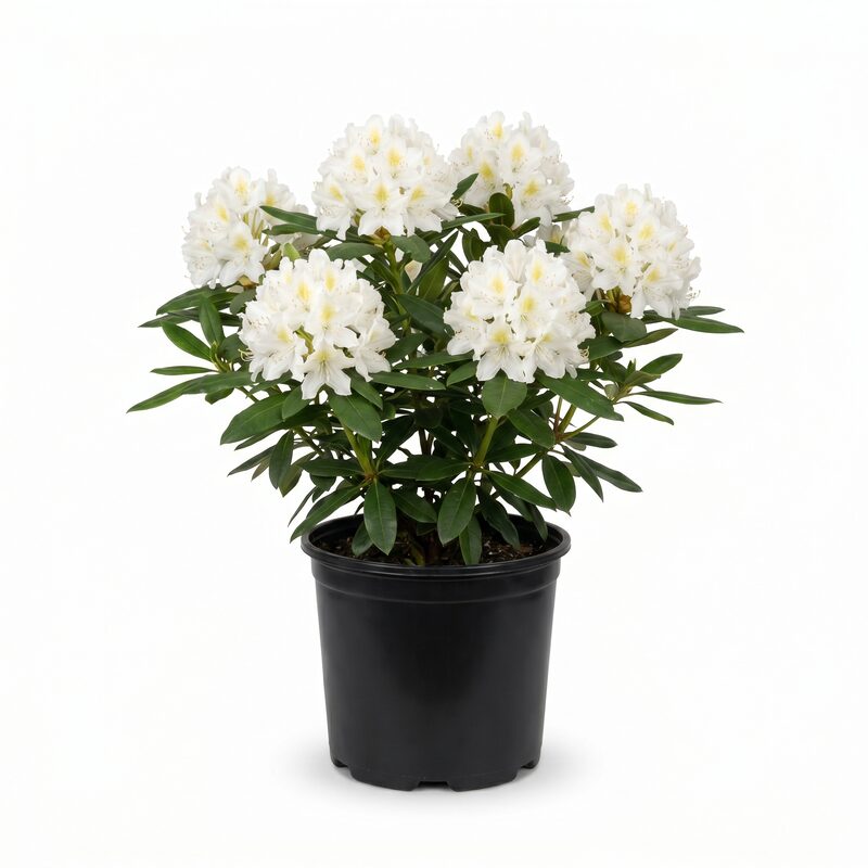 White Catawba Rhododendron image