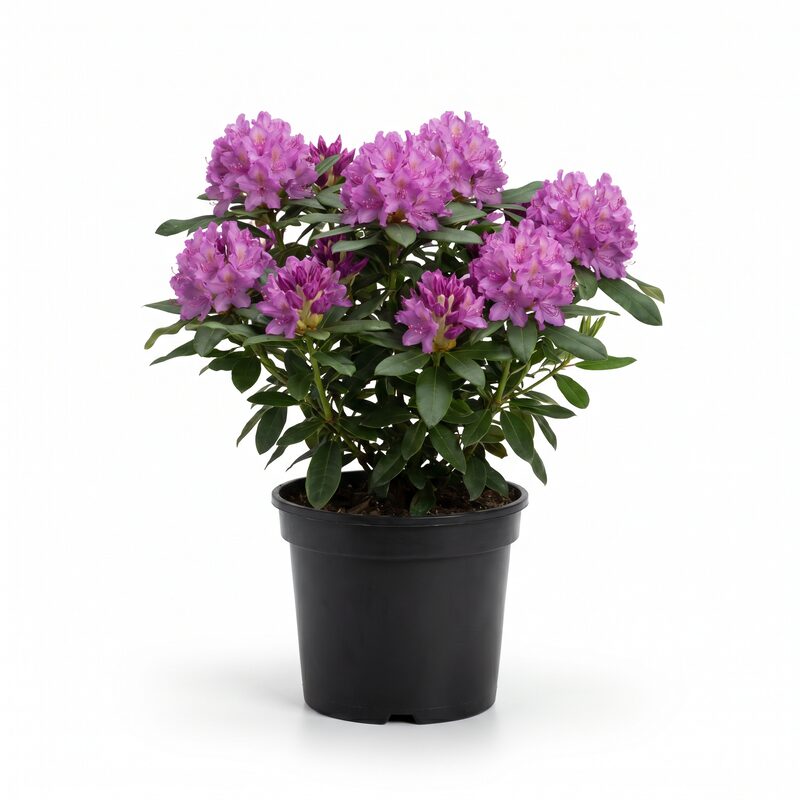 Boursault Rhododendron image