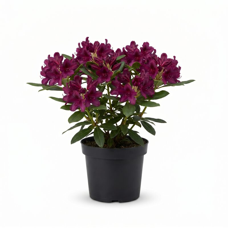 Polarnacht Rhododendron image