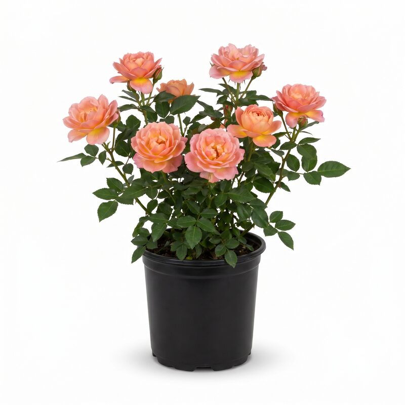 Anna's Promise Rose image