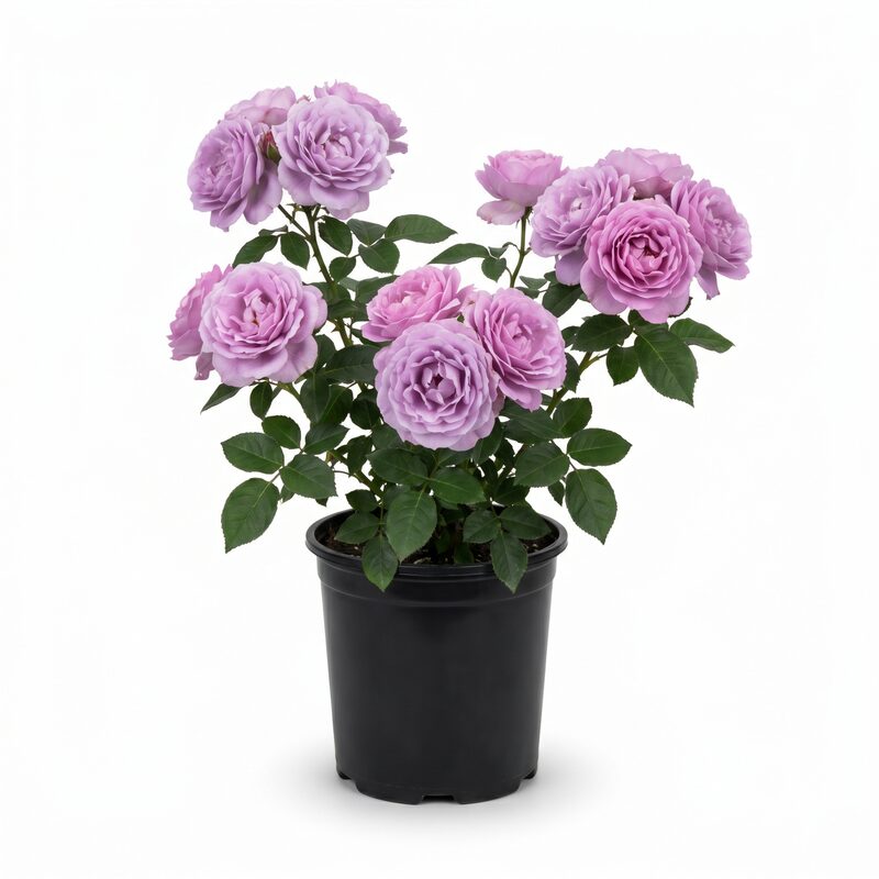 Arctic Blue Rose image