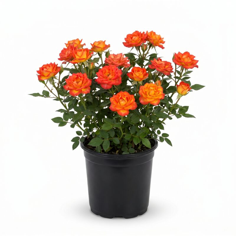 Autumn Sunblaze Miniature Rose image