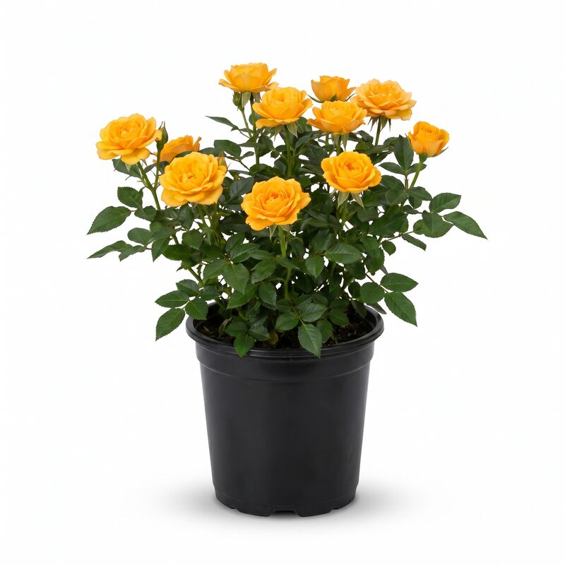 Bridal Sunblaze Rose image