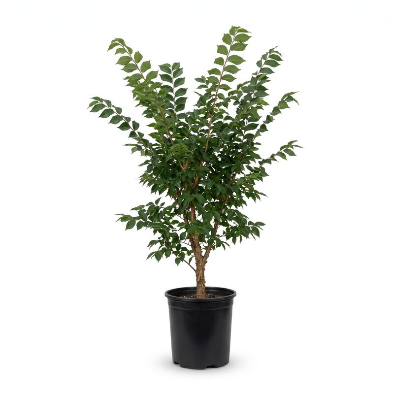 Bosque Lacebark Elm Tree image