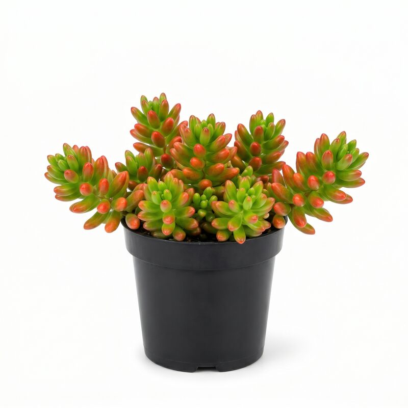 Sedum Rubrotinctum image