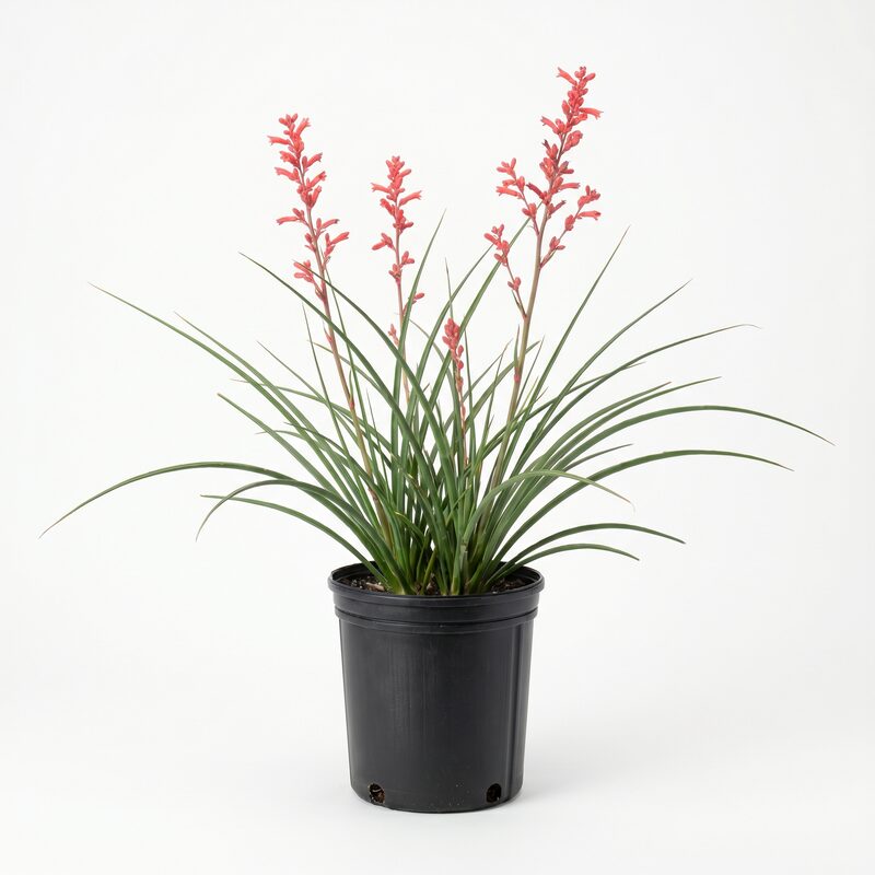 Red Yucca image