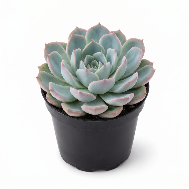 Echeveria Elegans image