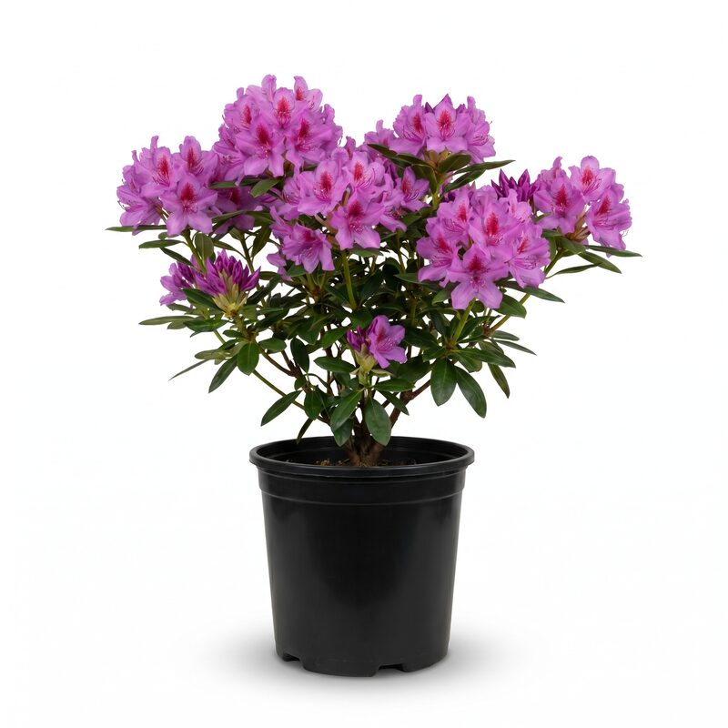 Herbert Azalea Plant: Stunning Purple Blooms (Rhododendron x
