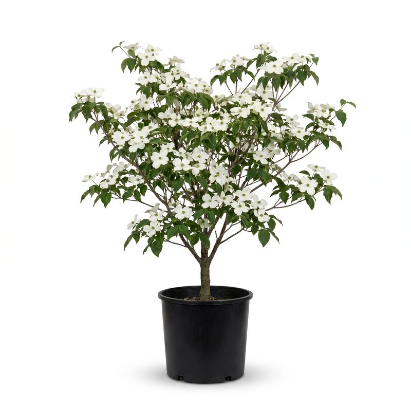 Cherokee Princess Dogwood image