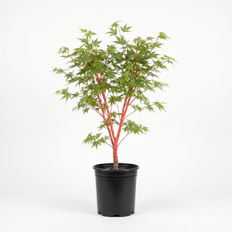 Coral Bark Japanese Maple image
