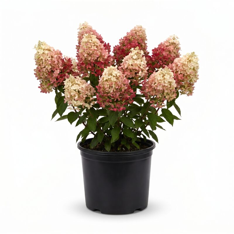 Berry White Hydrangea image