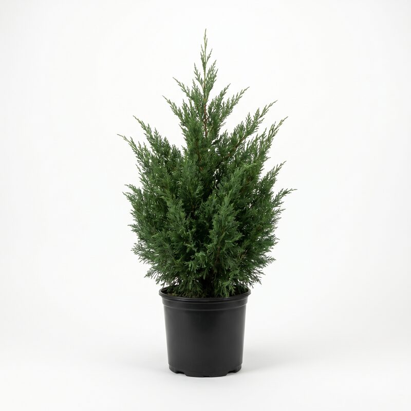 Spartan Juniper image