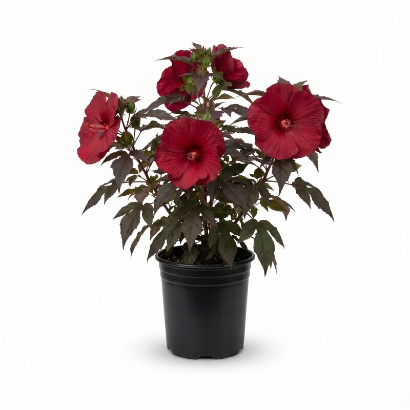 Head Over Heels Passion Hibiscus image