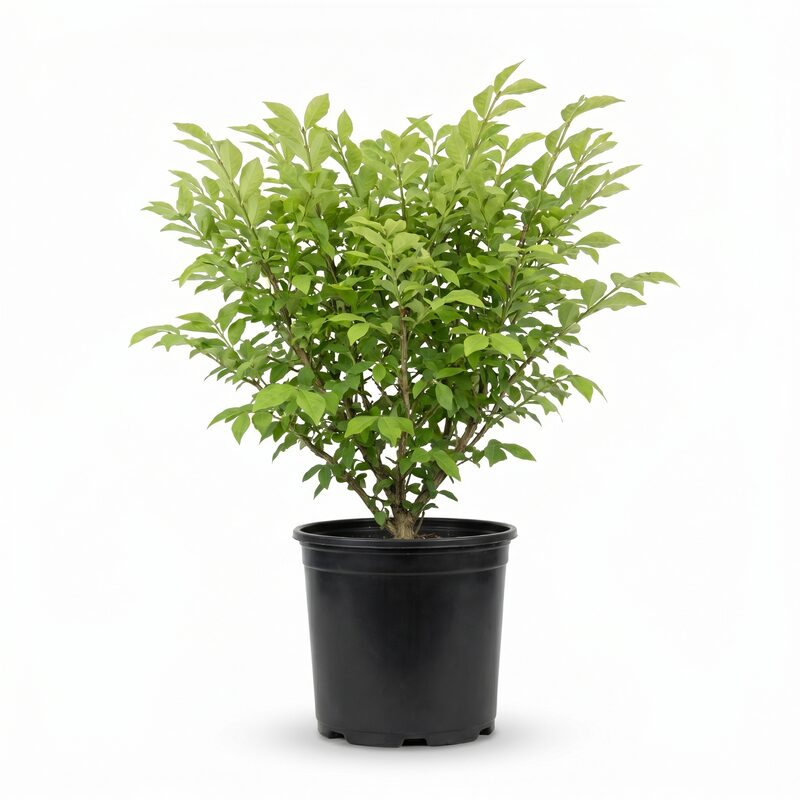 Little Moses Burning Bush image