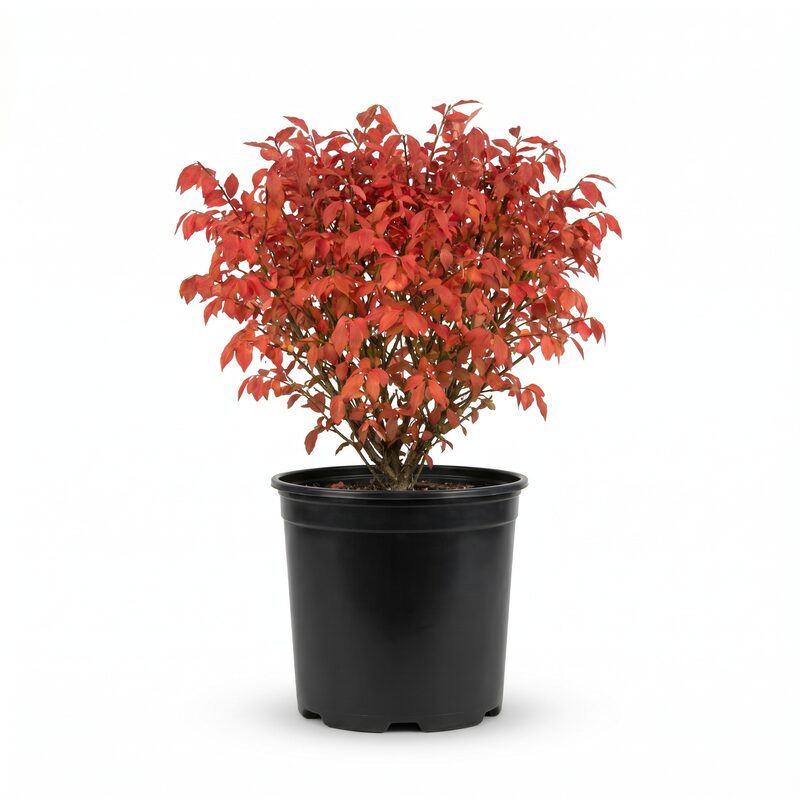 Little Moses Burning Bush image