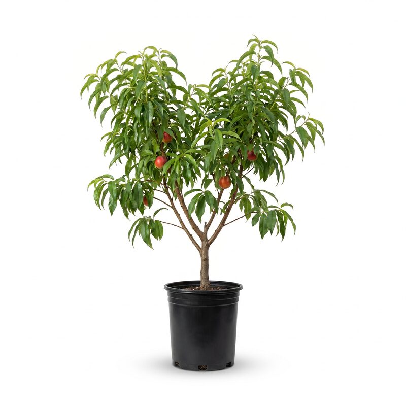 Hardired Nectarine Tree image