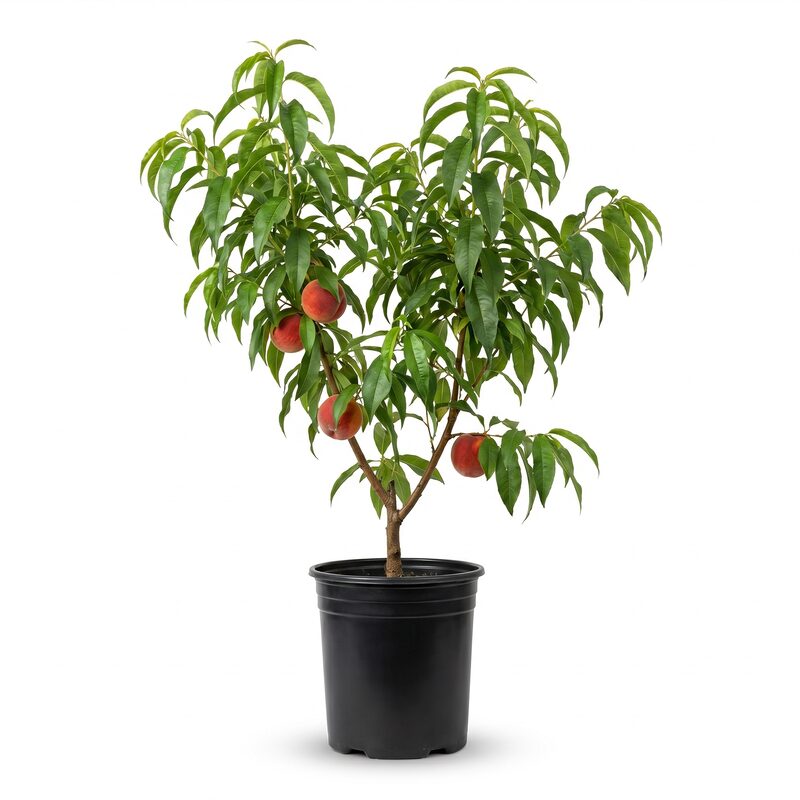 Vivid Peach Tree image
