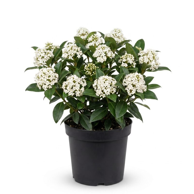 David Viburnum image