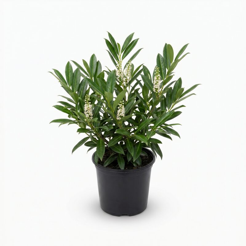 Chestnut Hill Cherry Laurel image