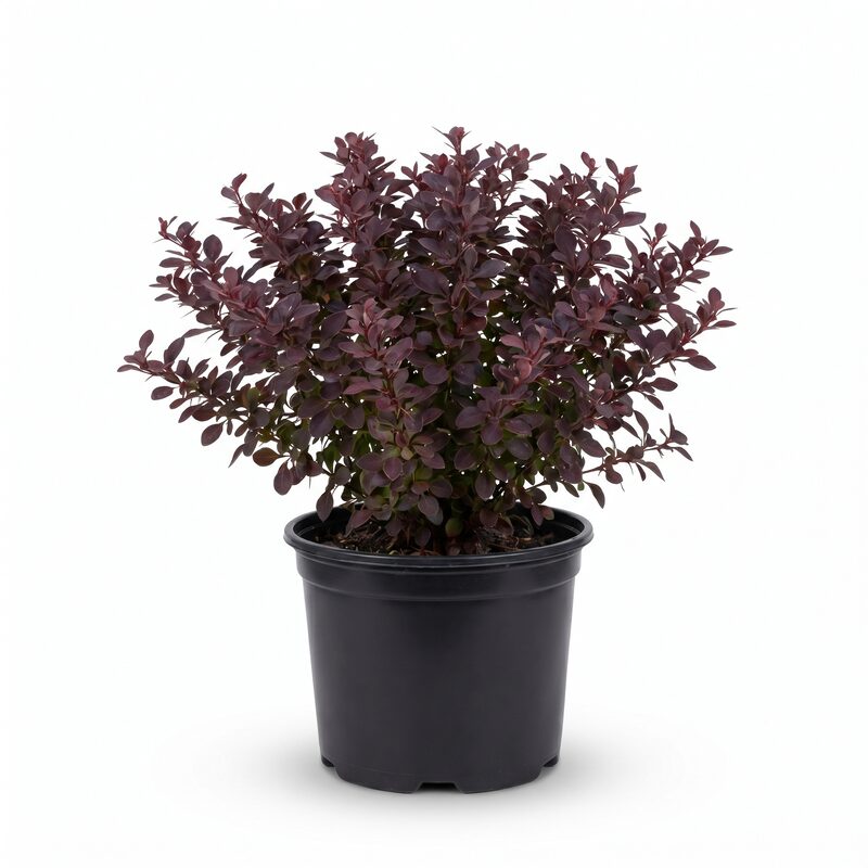 Red Leaf Barberry image