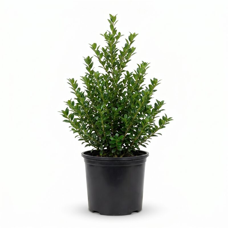 Holly 'Steeds' image