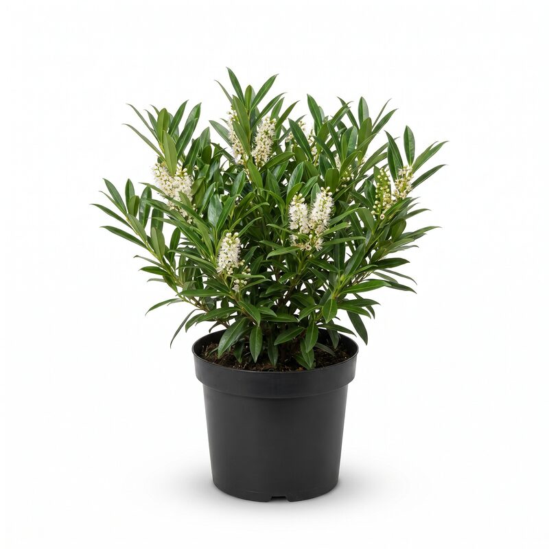 Otto Luyken Cherry Laurel Bush image