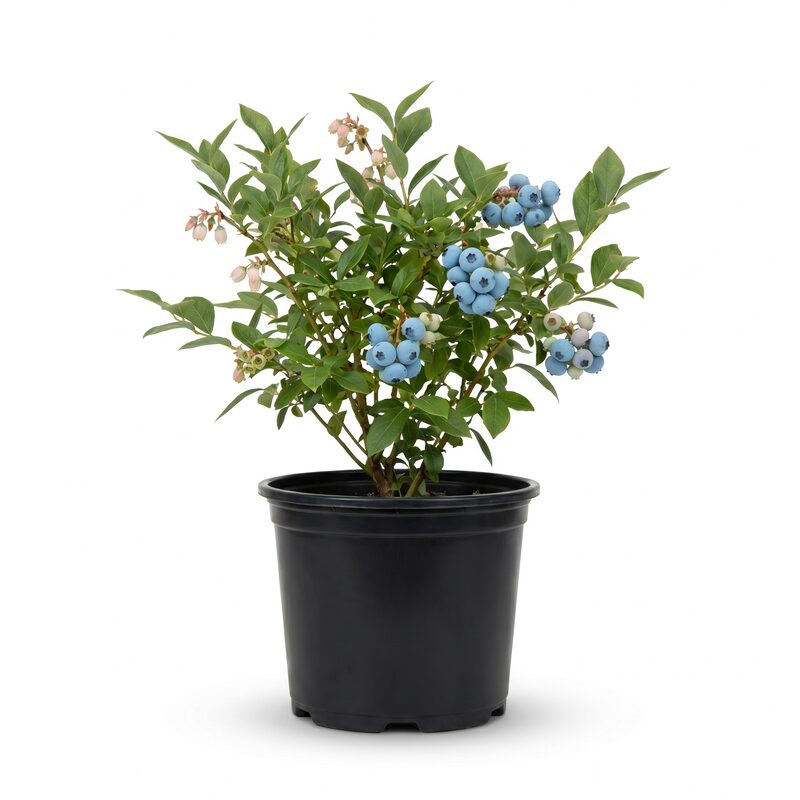Bluegold Blueberry image